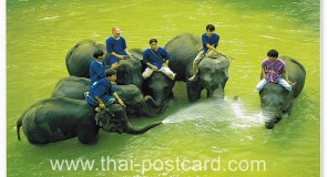 โปสการ์ด ช้างไทย