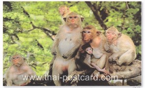 โปสการ์ด รูปลิง