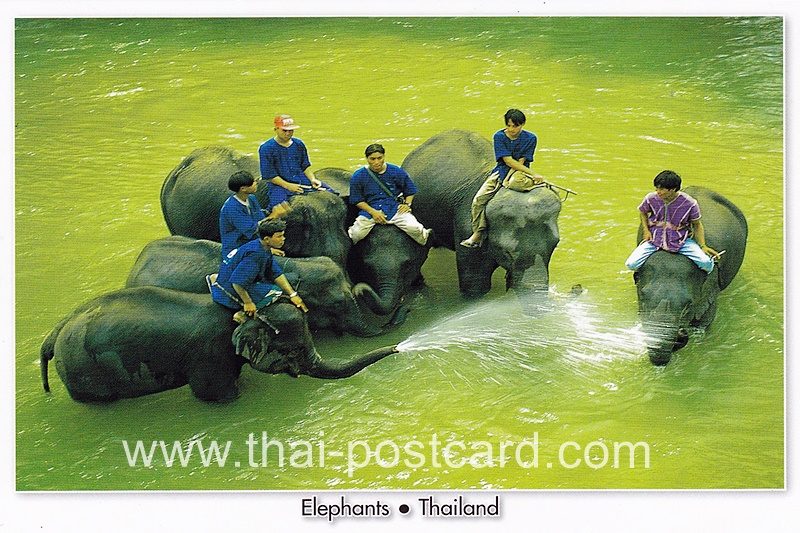 โปสการ์ด ช้างไทย (CH191)