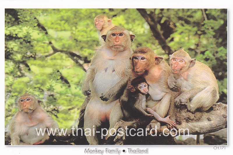 โปสการ์ด รูปลิง (CH171)